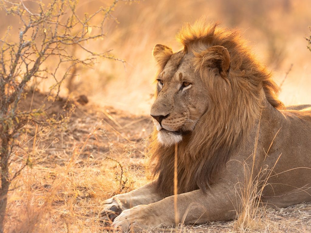 Odoo • Text and Image