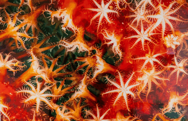 Odoo • Image and Text